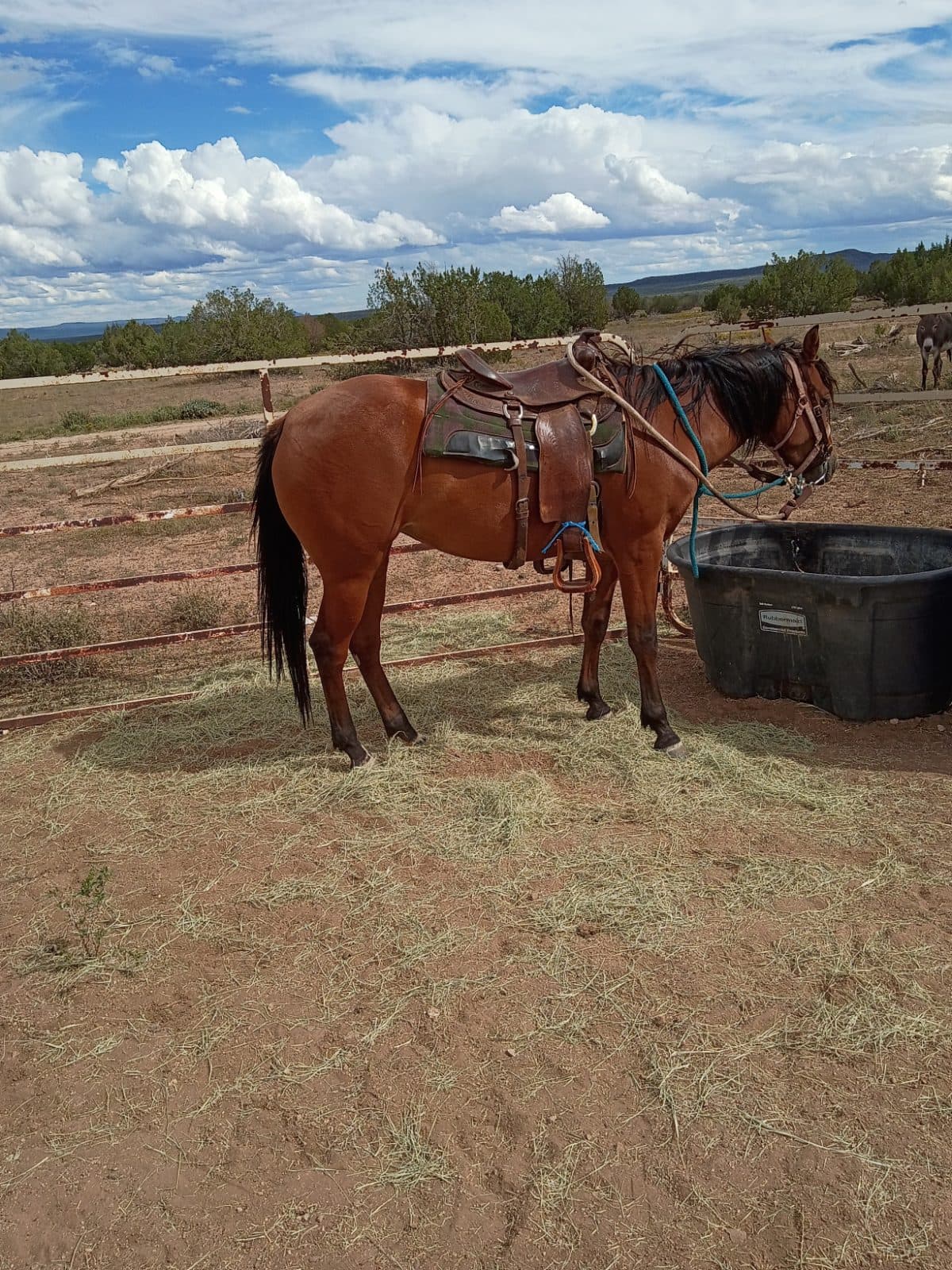 Extreme Beauty MUCH Horse