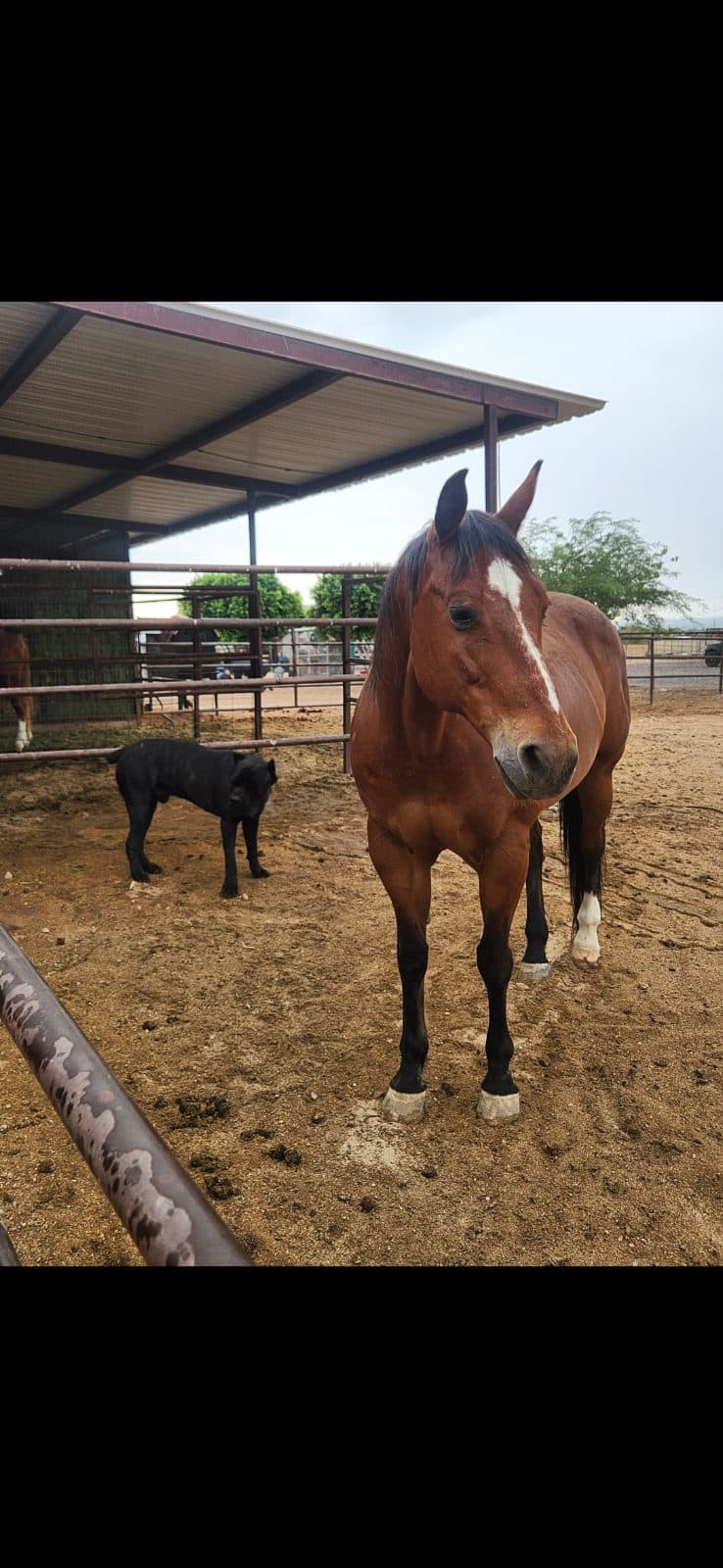 Horse