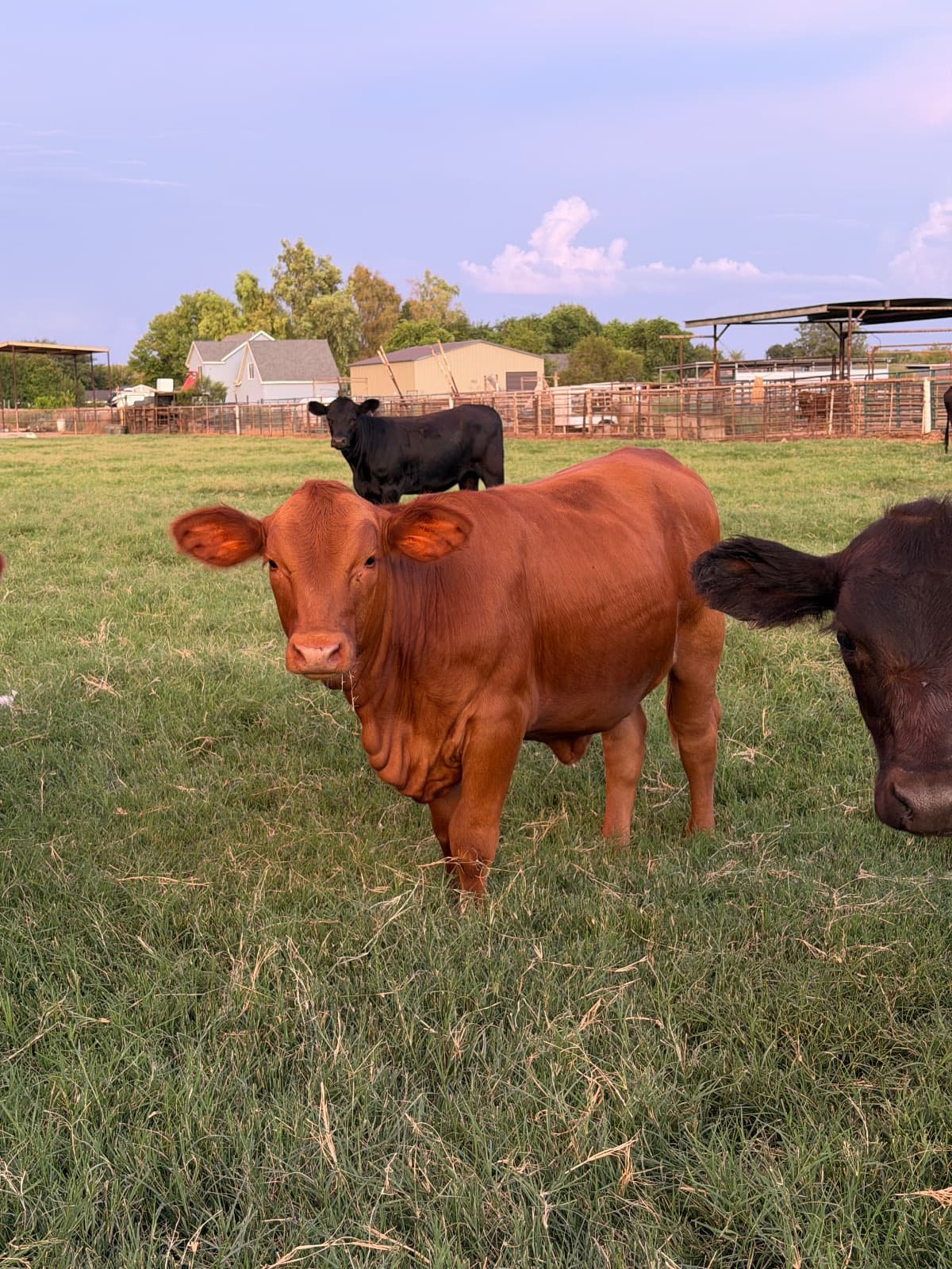 Red Angus Heifer