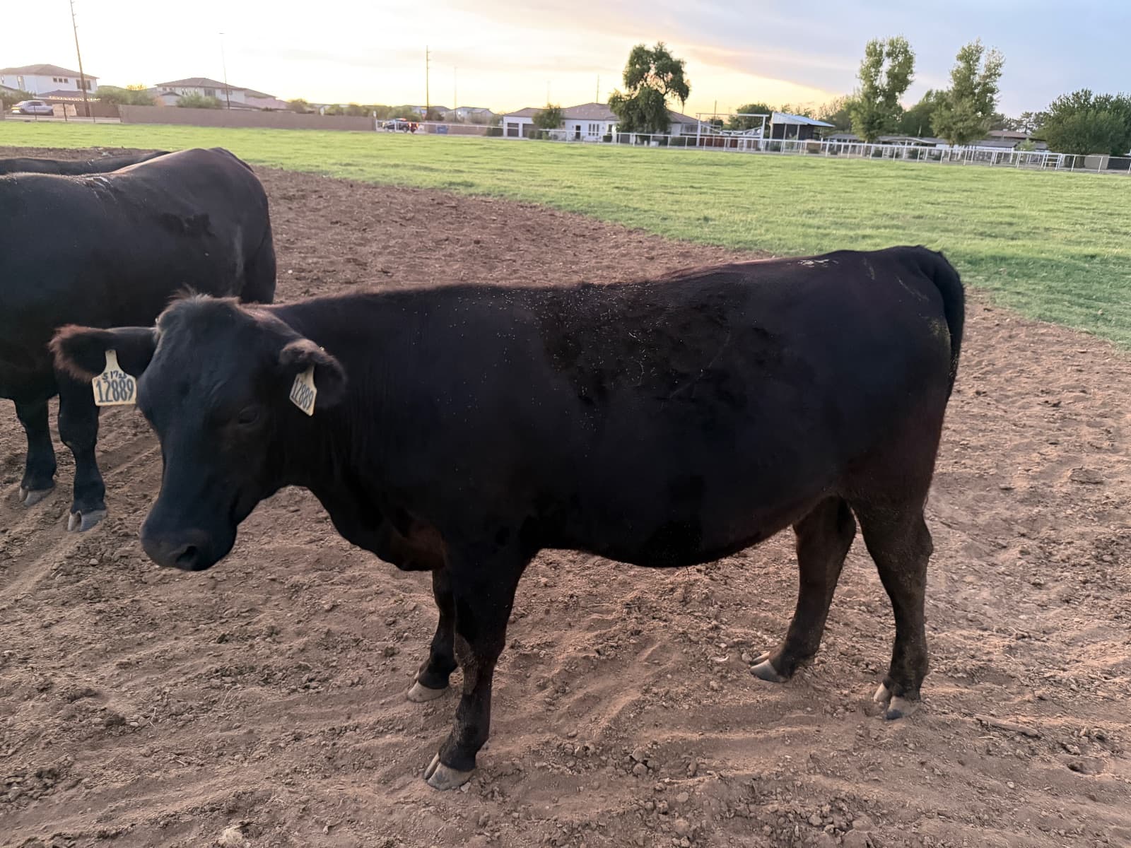 Black angus steer