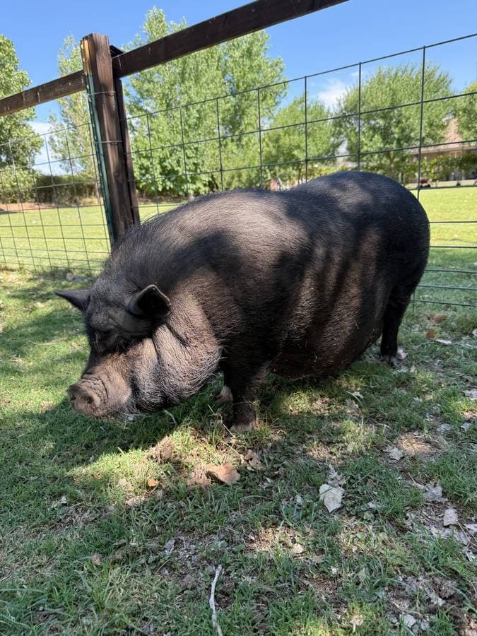 Female potbelly pig