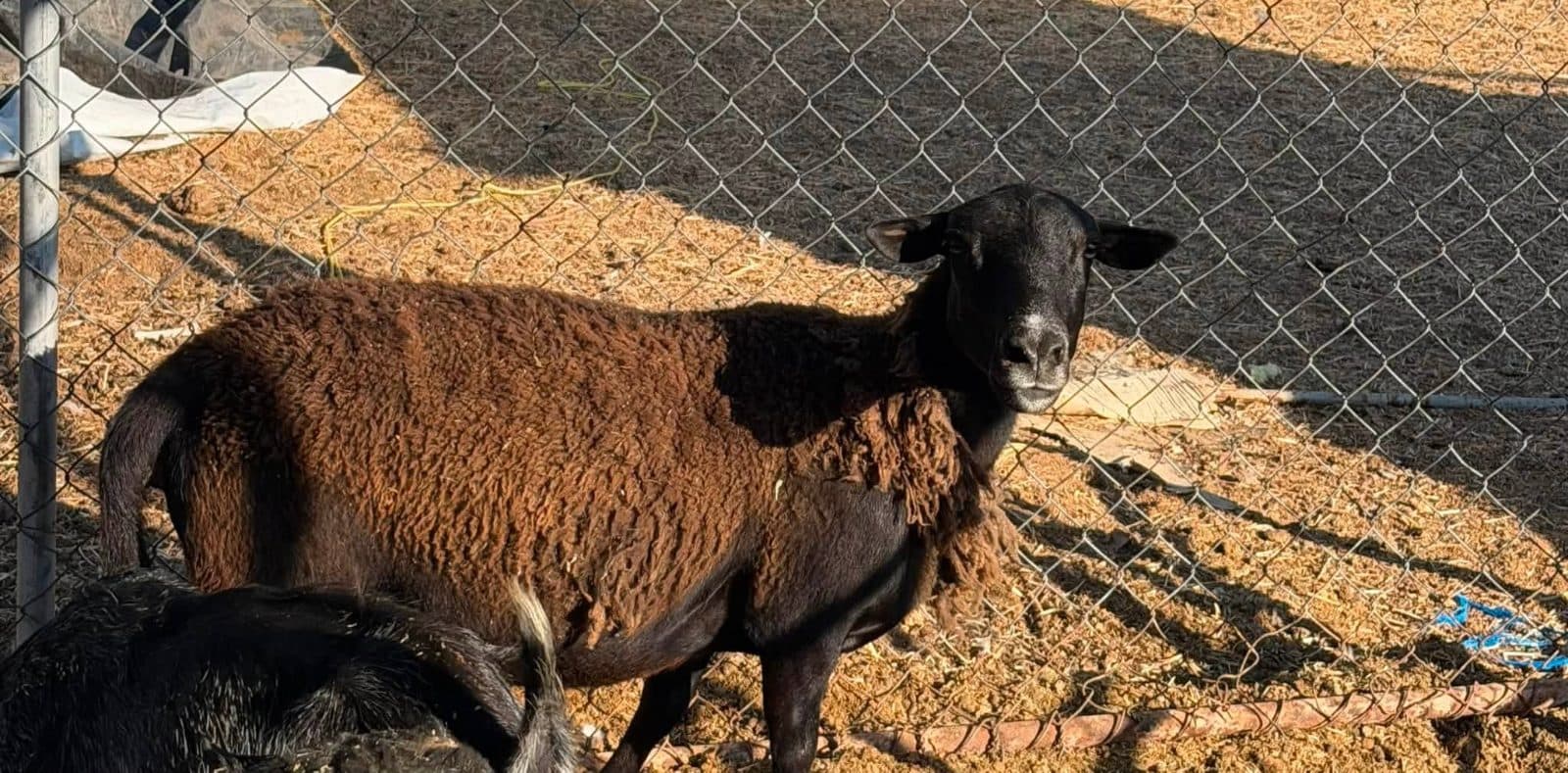 Sheep (ewe)