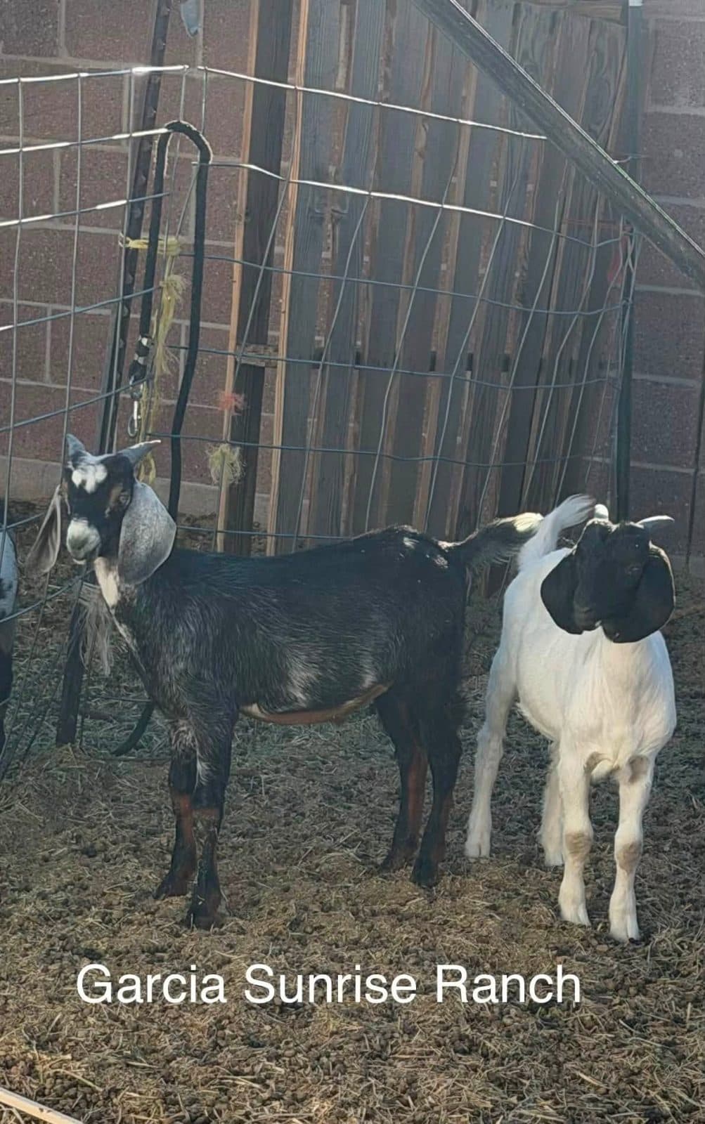 Goats