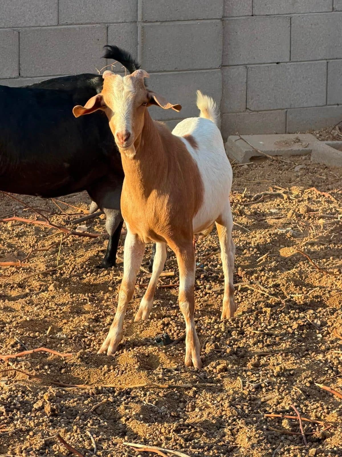 Nubian Buck