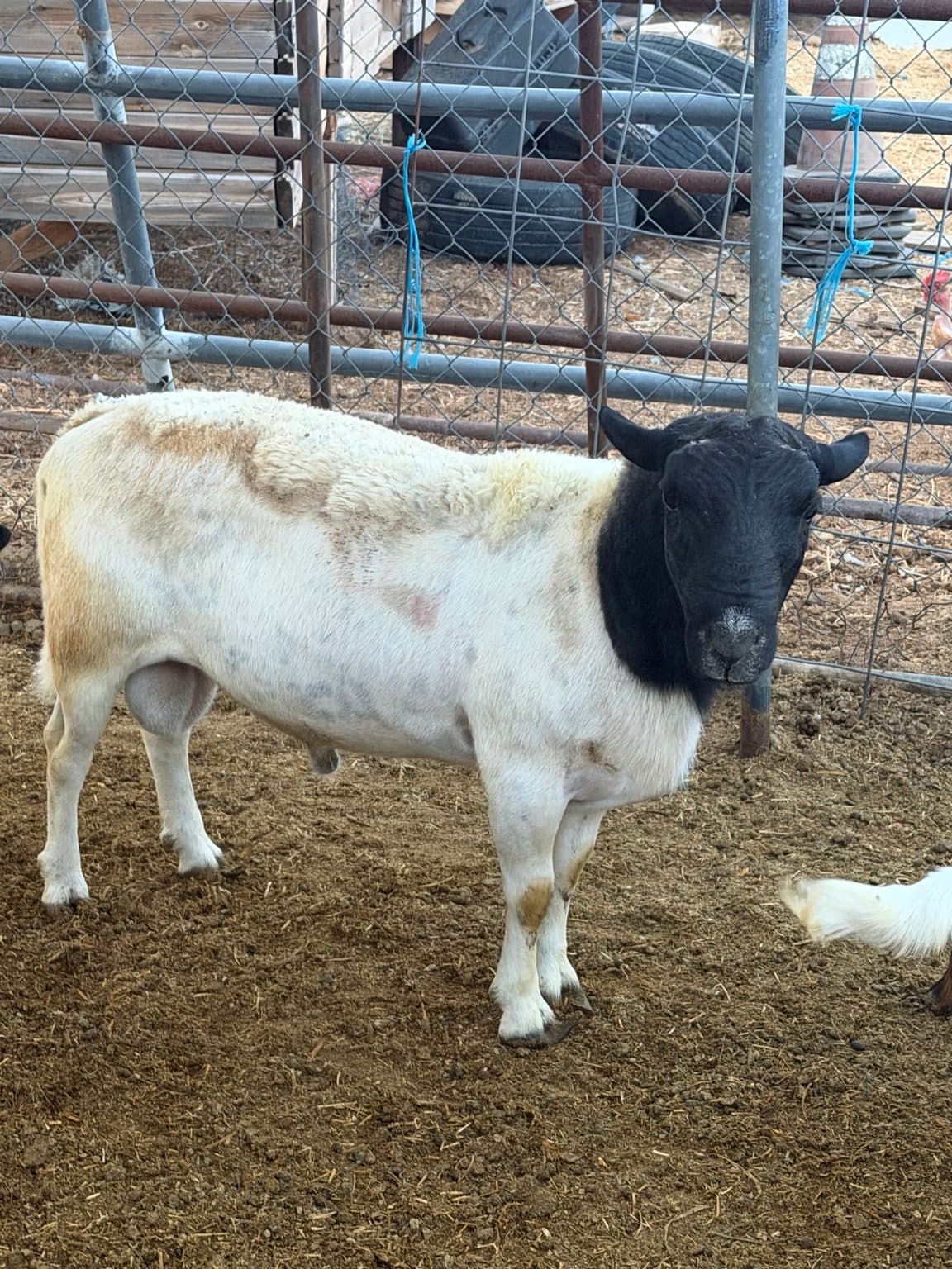 Dorper ram